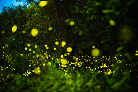 Abstract and magical image of Firefly flying in the night forest in Thailandの写真素材