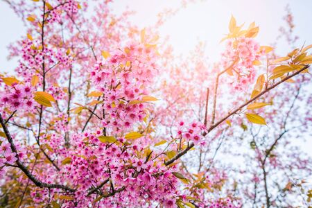 Wild himalayan cherry in sunshine day on top of mountain in Phu Lom Lo, Dan Sai District, Loei Province, Thailandの写真素材