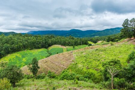 Mountain forest invasion, Concept of global warming