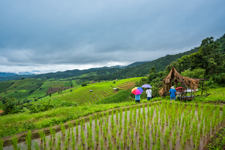 Terraced rice field in rainy season in Mae Chaem District, Chiang Mai Province, Thailand. Popular travel destinationのeditorial素材