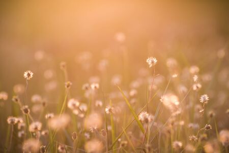 close up grass flower on sunset backgroundの写真素材