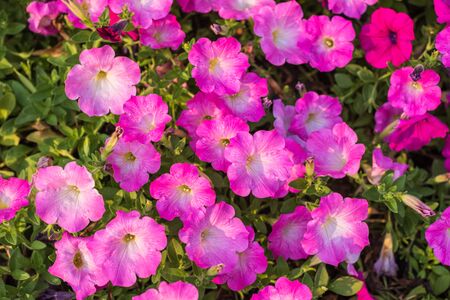 Pink petunia flower, Petunia Hybridaの写真素材