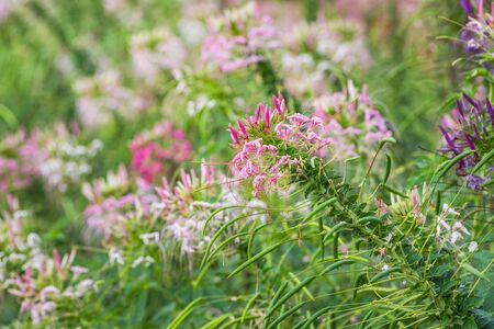 Pink spider flower in garden, close upの写真素材