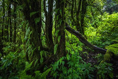 Beautiful tropical rain forest at Ang Ka Nature trail in Doi Inthanon Nature Park, Chiang Mai,...