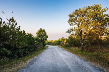 Single lens road in to the forest in morning with sunlight