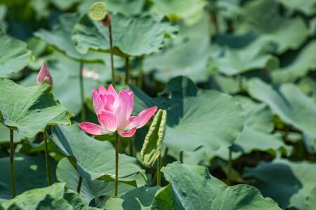 pink Lotus flower on green lotus leaf in the lakeの写真素材