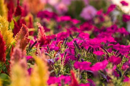 Cockscomb, Chinese wool flower, celosia argentea in garden