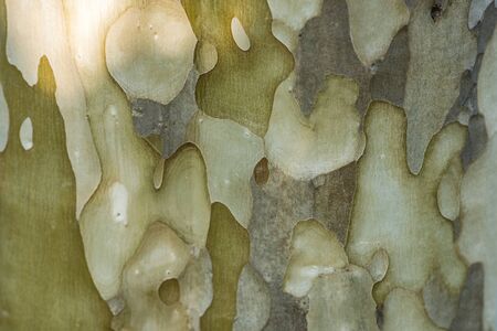 bark texture background, Brown Tree trunk close upの写真素材