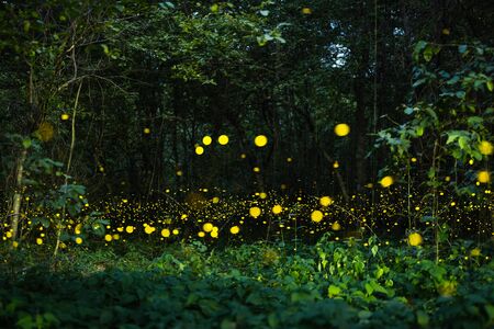 Firefly, lightning bugs flying at night in the forest in Thailand, Lights in the nightの写真素材