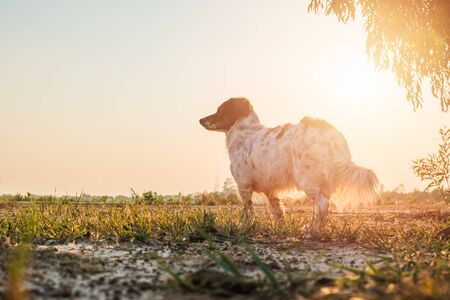 White and black striped dog standing on the grass field
