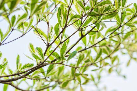 green leaves on blue sky background, nature backgroundの写真素材