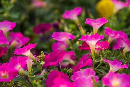 Pink petunia flower, Petunia Hybridaの写真素材