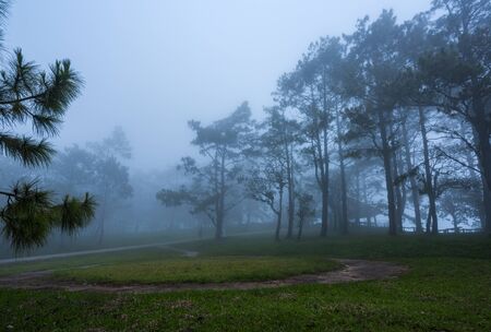 Misty forest path in the mountains through the pine trees at the end of rainy seasonの写真素材