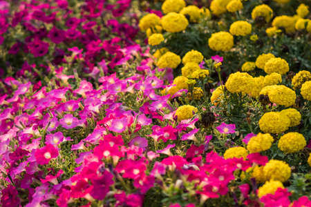 Pink petunia flower, Petunia Hybridaの写真素材