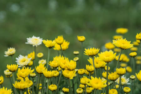 chrysanthemum flower blooming in garden, agriculture