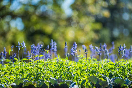 cctv security camera in garden on nature background