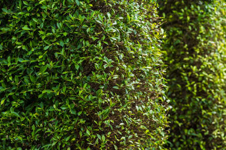 cctv security camera in garden on nature background
