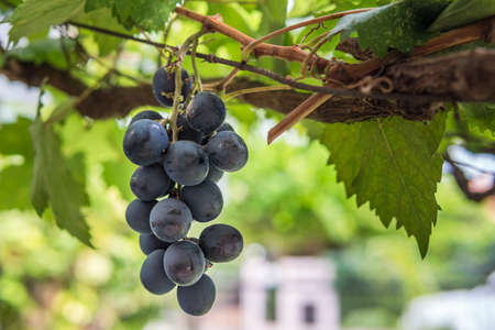 Small bunch of grapes, Fresh grapes on the tree