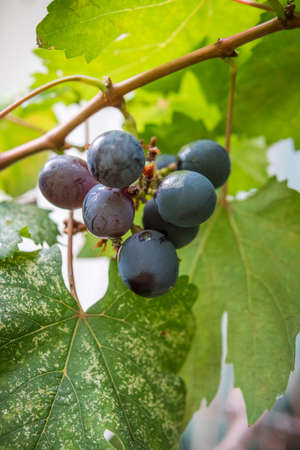 Small bunch of grapes, Fresh grapes on the treeの写真素材