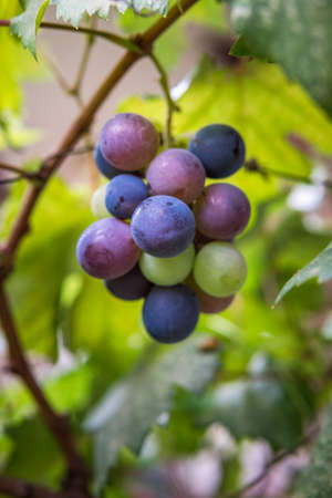 Small bunch of grapes, Fresh grapes on the treeの写真素材