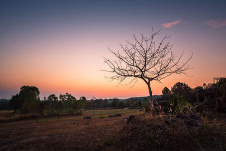 The sun rises with dry tree in the fallの写真素材