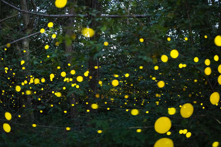 Firefly, lightning bugs flying at night in the forest in Thailand, Lights in the nightの写真素材