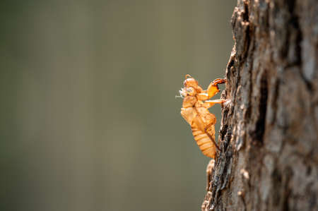 Cicada insect molt on tree in the park for metamorphosis grow up to adult insect. Blurred Background...