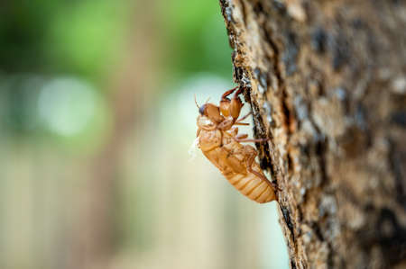 Cicada insect molt on tree in the park for metamorphosis grow up to adult insect. Blurred Background...
