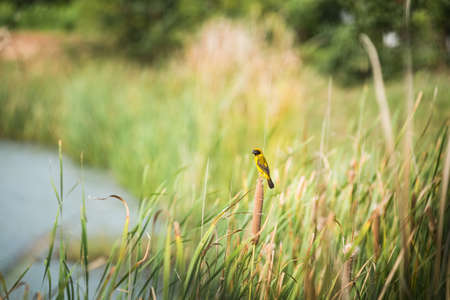Asian golden weaver Ploceus hypoxanthus is a species of bird in the Ploceidae family. It is found in...