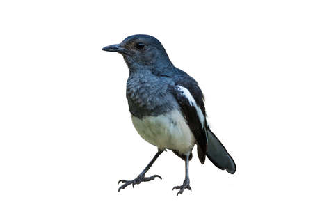 Oriental Magpie Robin bird on white background, Copsychus saularisの写真素材