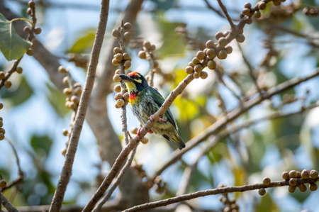 A coppersmith Barbet Bird perched on a branch eating a fruit