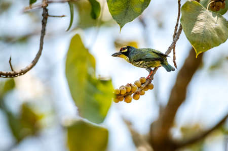 A coppersmith Barbet Bird perched on a branch eating a fruit