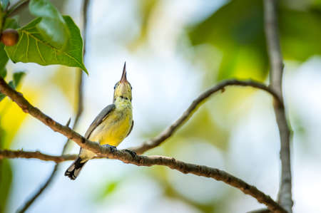 Olive-backed sunbird, Yellow-bellied sunbird, Cinnyris jugularisの写真素材