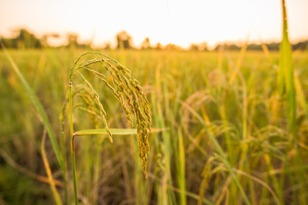 Fresh rice paddy in field on sunsetの写真素材