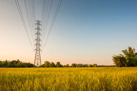 Fresh rice paddy in field with high voltage pole on sunsetの写真素材
