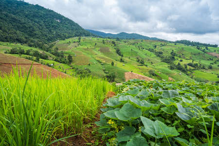 Terraced rice field in rainy season in Mae Chaem District, Chiang Mai Province, Thailand. Popular travel destinationの写真素材