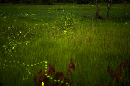 Landscape of Firefly flying in the field, Firefly at night, so many lights in the photo