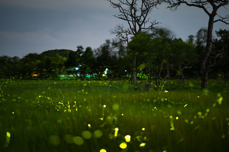 Landscape of Firefly flying in the field, Firefly at night, so many lights in the photo