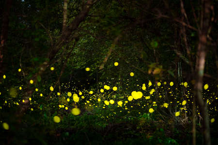 Abstract and magical image of Firefly flying in the night forest, Firefly at night, so many lights in the photoの写真素材
