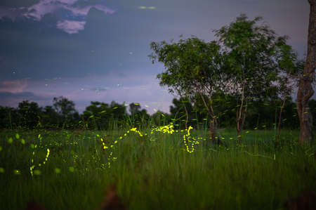 Landscape of Firefly flying in the field, Firefly at night, so many lights in the photo