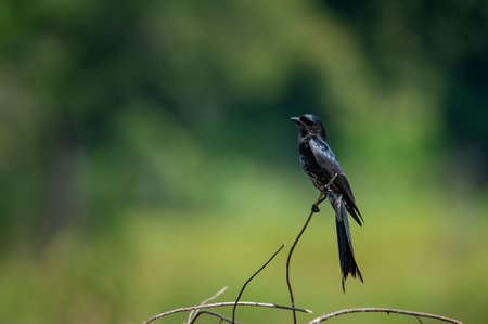 Black Drongo bird perched on a branch in nature