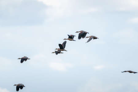 Lesser Whistling Duck bird flying