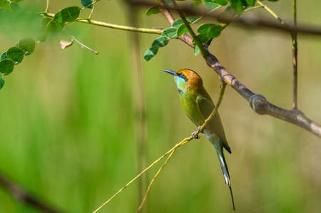 Green Bee-Eater bird perched on a branch