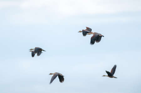 Lesser Whistling Duck bird flying