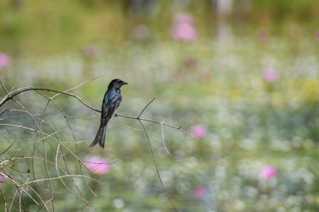 Black Drongo bird perched on a branch in nature