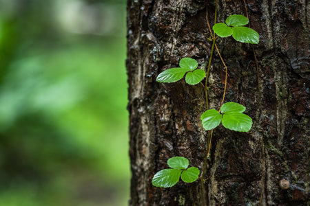 Vines and big trees in the rainforest