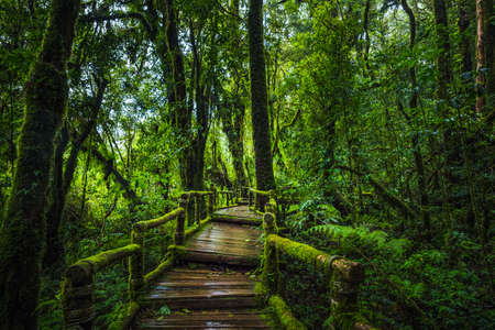 Wooden bridge walkway in to the rain forest at Ang Ka Nature trail in Doi Inthanon Nature Park, Chiang Mai, Thailandの写真素材