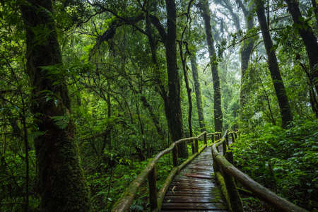 Wooden bridge walkway in to the rain forest at Ang Ka Nature trail in Doi Inthanon Nature Park,...