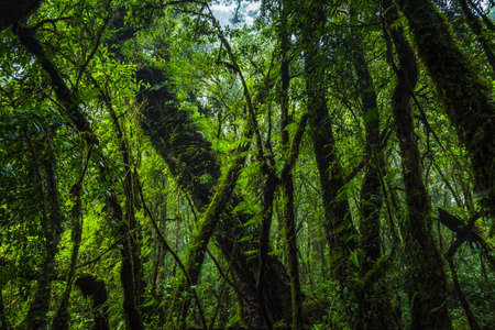 Beautiful tropical rain forest at Ang Ka Nature trail in Doi Inthanon Nature Park, Chiang Mai,...