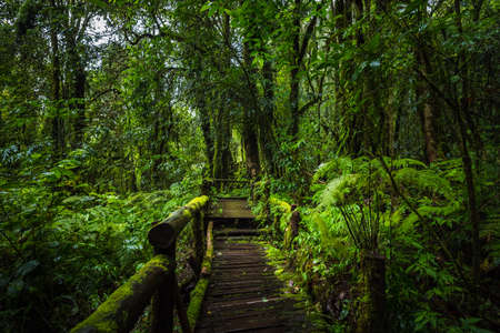 Wooden bridge walkway in to the rain forest at Ang Ka Nature trail in Doi Inthanon Nature Park,...